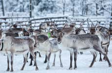 Reindeer Farm Tour