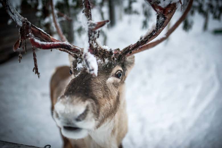 Reindeer in Sirkka