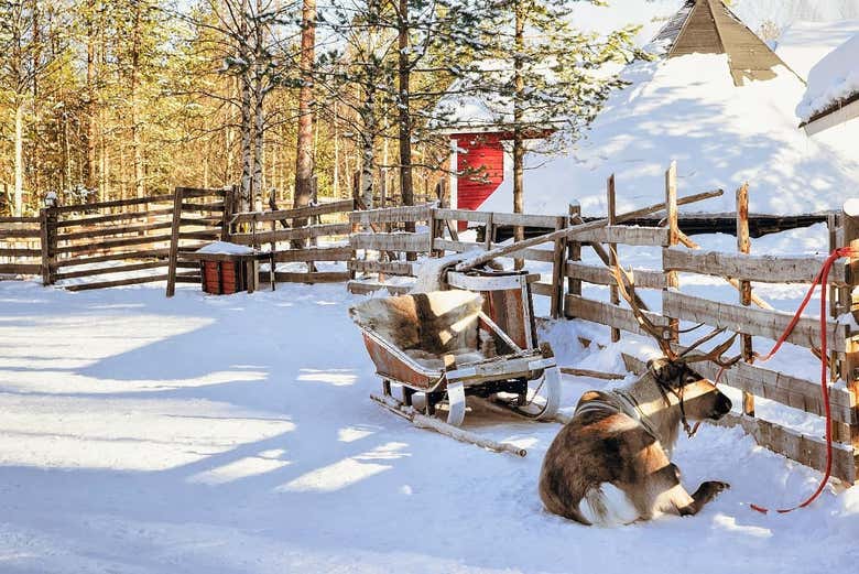 Resting after the sleigh ride