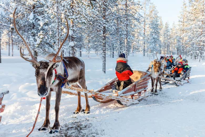 Reindeer sleigh ride