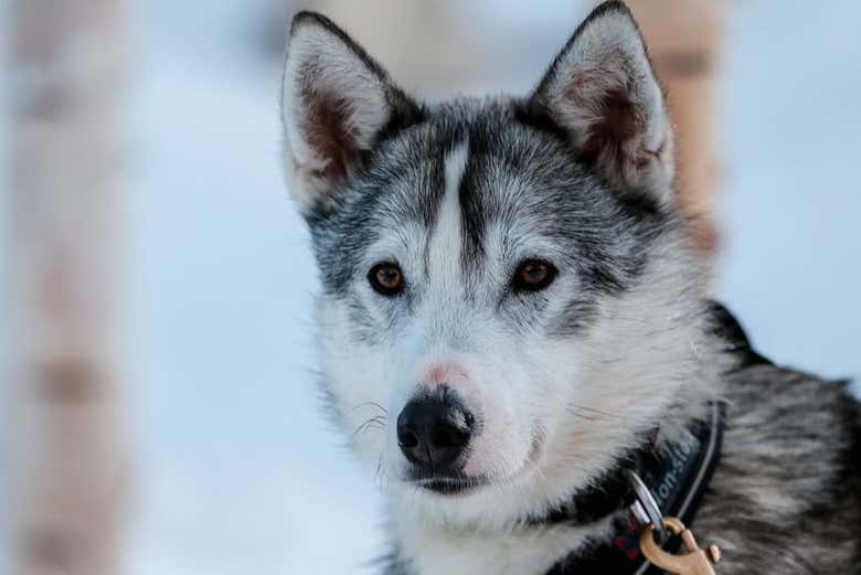 Uno de los perros que conocermos