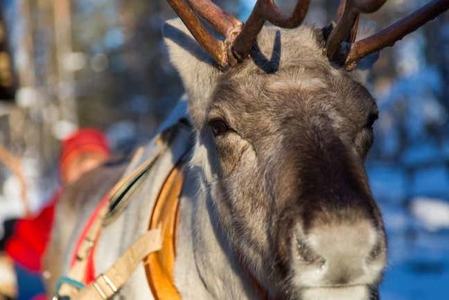 One of the reindeer