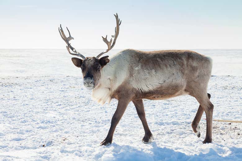 One of the reindeer on the farm