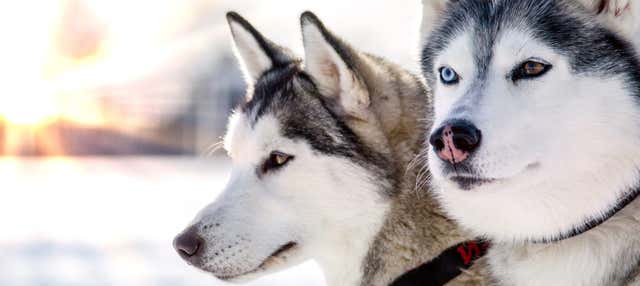 Paseo en trineo de perros husky