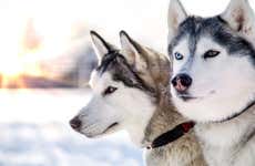 Paseo en trineo de perros husky