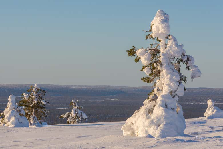 Alberi coperti di neve