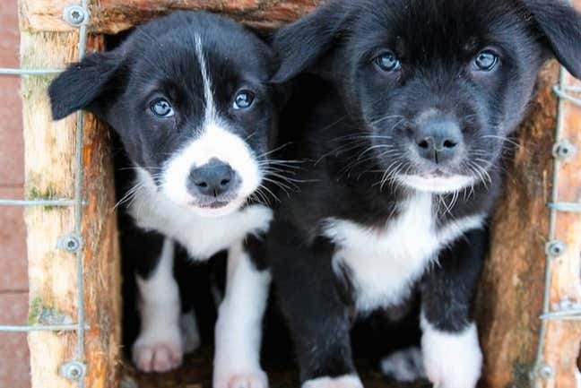 Due cuccioli dell'allevamento