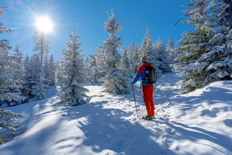Boschi di Ylläsjärvi
