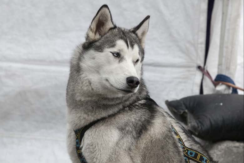 A husky