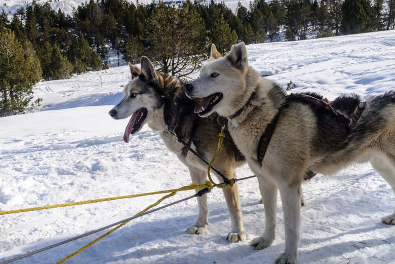 Gli husky pronti a partire
