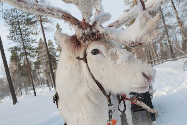 Una delle renne che conosceremo