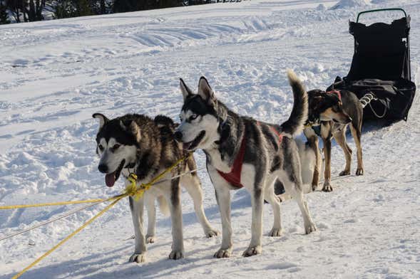 Passeio de trenó de cães husky