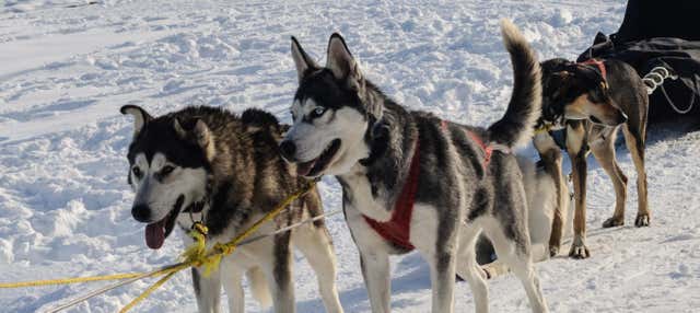 Balade en traîneau tiré par des chiens Husky