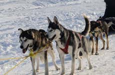 Husky Dog Sled Ride