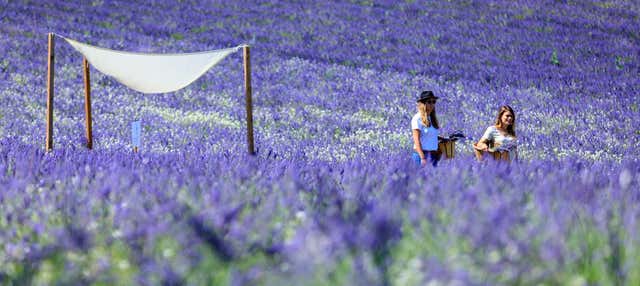 Ingresso de um campo de lavanda