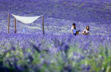 Entrance to Lavender Fields