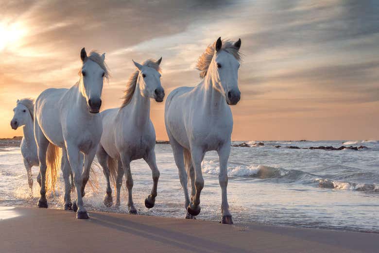 Les chevaux dans le parc naturel régional de Camargue