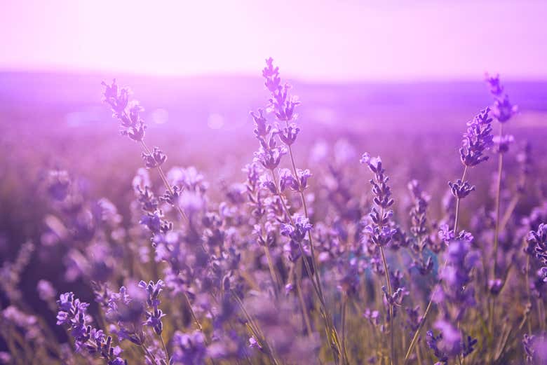 La lavanda della Provenza