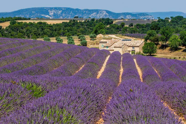 Campo de lavanda em Valensole