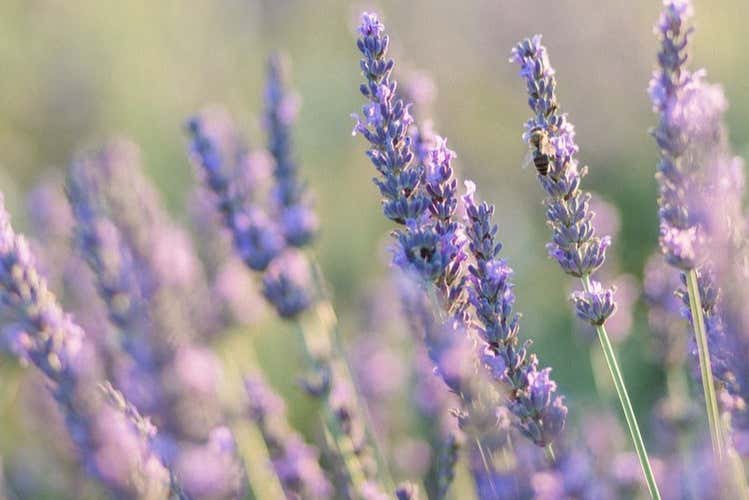 Detalhe do campo de lavanda