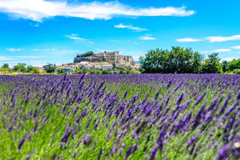 Campo de lavanda en la Provenza