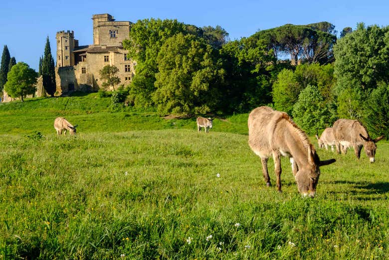 Lourmarin 