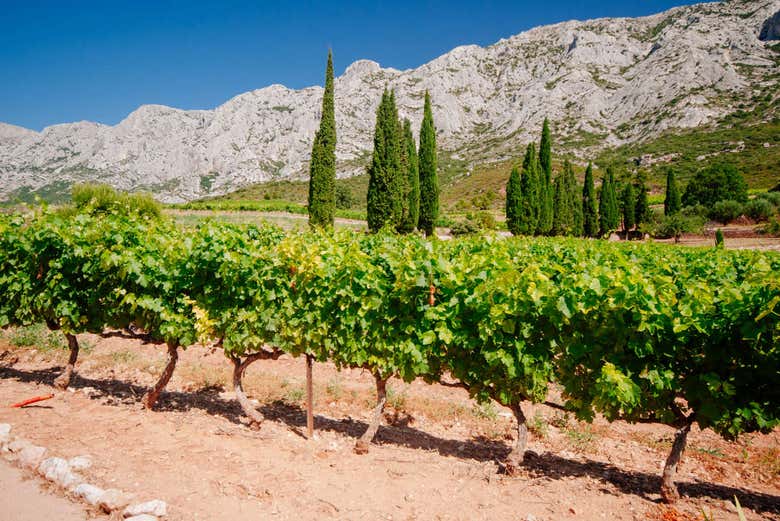 Vinhedo de Sainte-Victoire