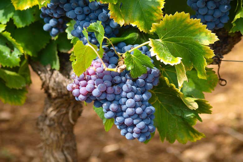 Uva do vinhedo de Aix-en-Provence