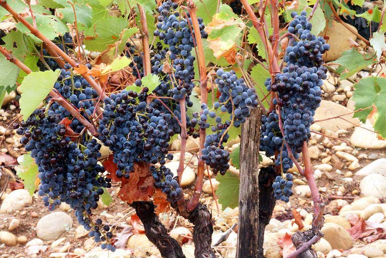 Grapes in Provence