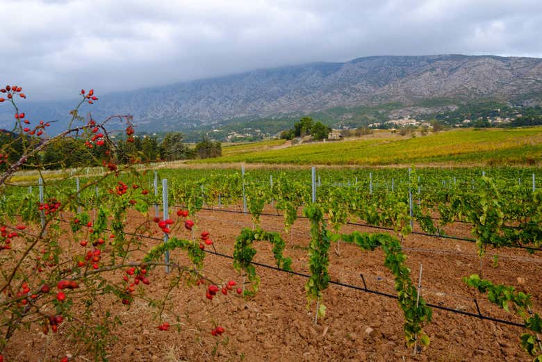 Vignoble d'Aix-en-Provence