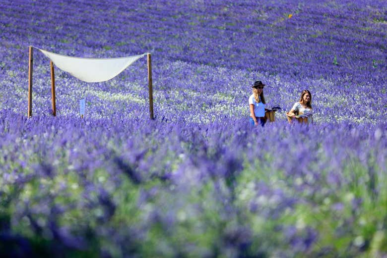 Percorrendo o campo de lavanda