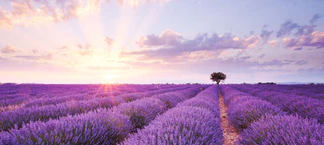 Tour en sidecar por los viñedos y los campos de lavanda