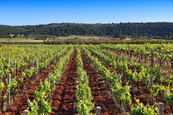 Tour del vino por Mont Sainte-Victoire