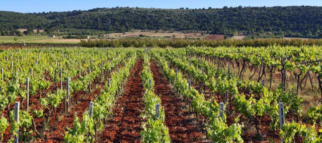 Tour do vinho por Côtes de Provence
