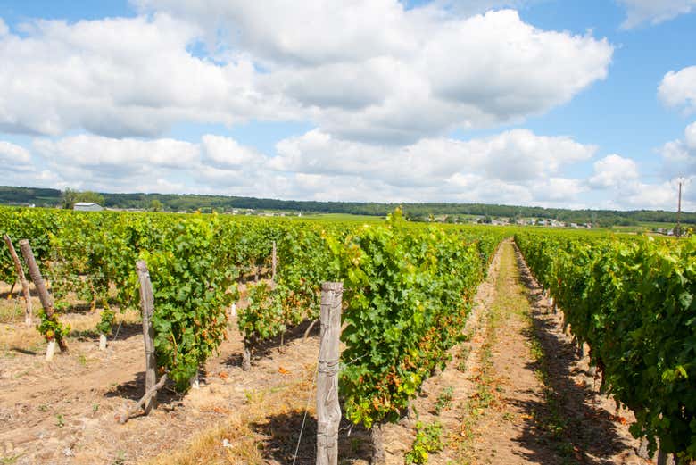 Vinhedos do vale do Loire
