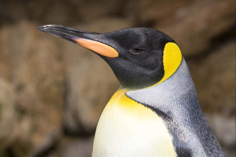 Le Marineland Antibes présente une grande variété d'espèces