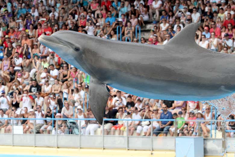 Le spectacle des dauphins à Marineland