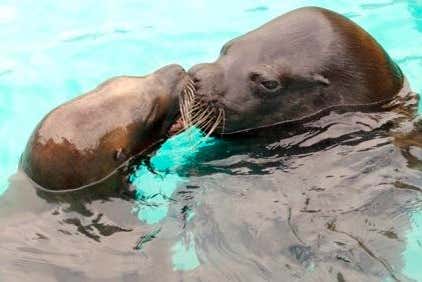 Marineland Antibes est le plus grand zoo marin d'Europe