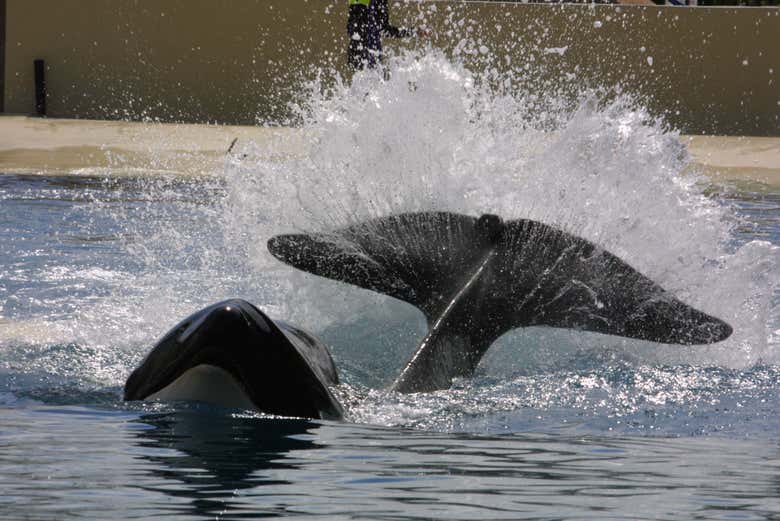 Marineland est un espace qui favorise la conscience écologique
