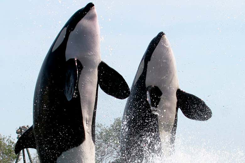 Assistez à un spectacle d'orques