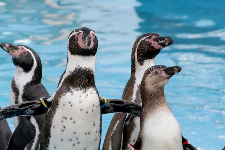 Observez les pingouins au Marineland Antibes