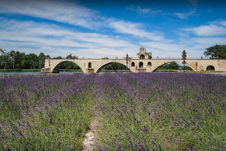 Campos de lavanda de Aviñón