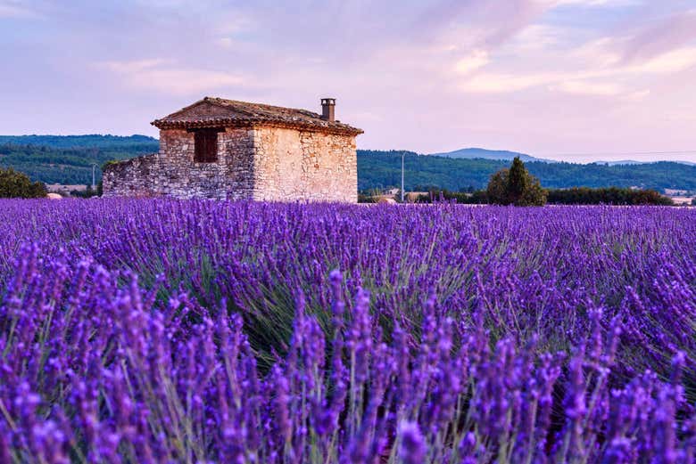 Campi di lavanda della Provenza