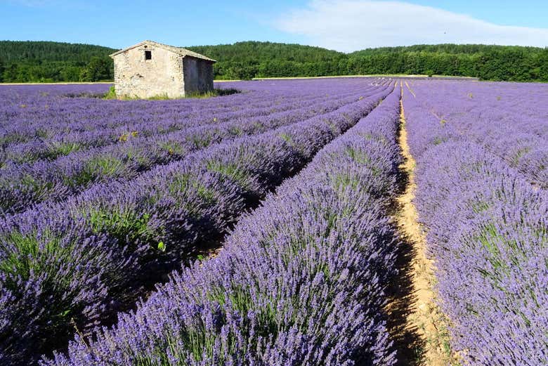 Campos de lavanda
