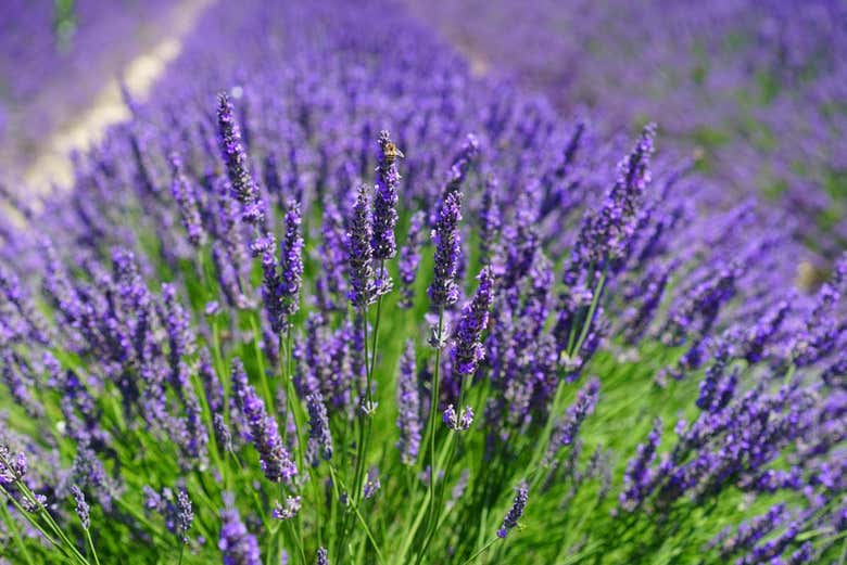 Campos de lavanda