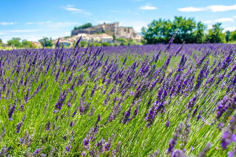 Campi di Lavanda del sud della Francia