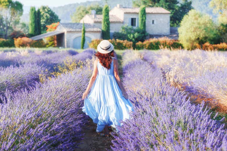 Paseando entre los campos de lavanda provenzales