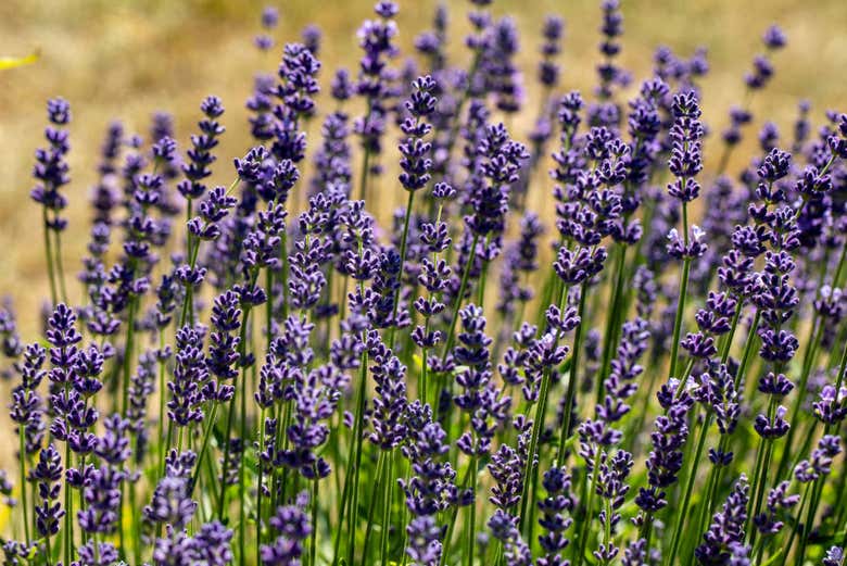 Lavanda