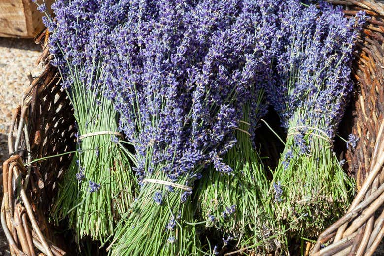 Ramos de lavanda