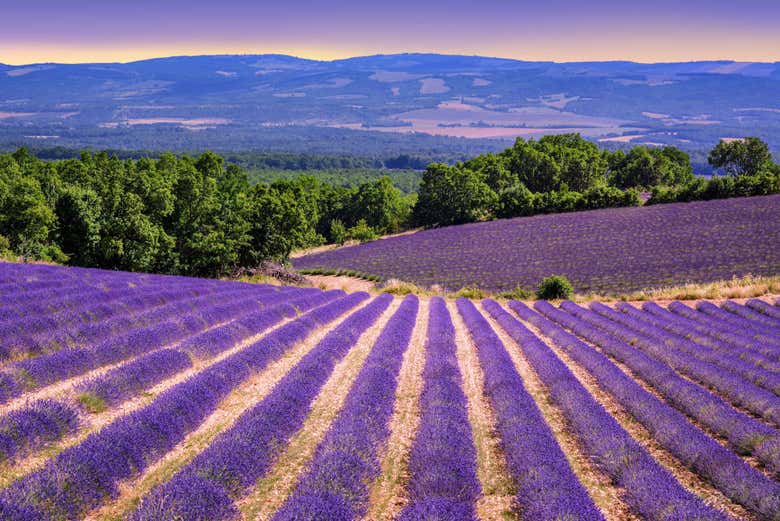 Campos de lavanda em Sault ao entardecer